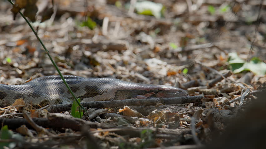 Python snake blending with dry forest floor showing natural camouflage in wild environment.
