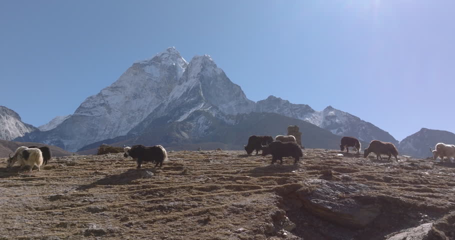 Gliding drone shot capturing yak livestock grazing beneath the Ama Dablam peak in Nepal Everest region, portraying pastoral life in the Himalayan mountains.