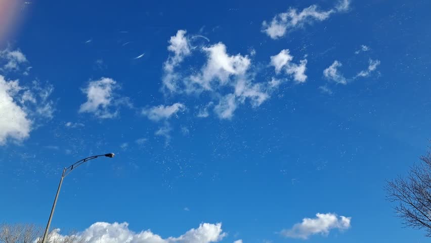 White birds flying in the sky, migrating 