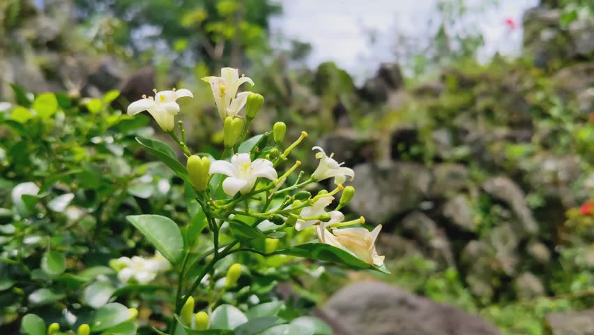 Cinematic Close-up of White Orange Jessamine Flowers Swaying Gently in the Wind, Murraya Paniculata in a Tropical Garden Setting, B-roll Footage