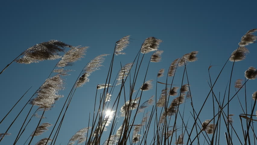 The golden crowns of tall dry reeds moved by a gentle wind isolated against a clear blue sky, in slow motion
