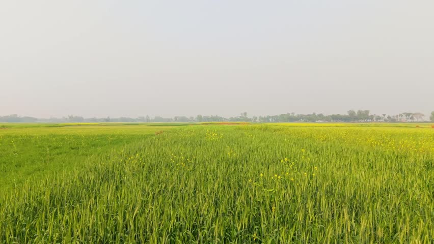 Vast agricultural field under a clear sky with distant structures visible