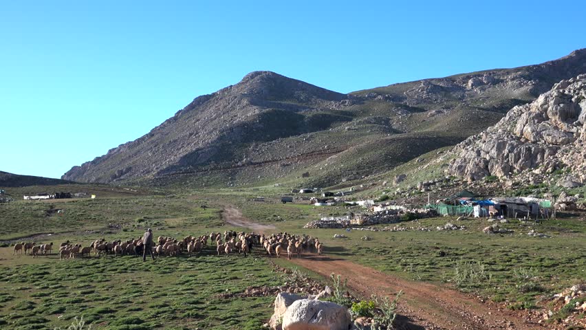 Large flock of sheep crossing a sunny highland pasture beside mountains under clear summer sky. Rural tableland scene with shepherd, barn, grazing livestock, open meadow, and bright blue daylight.