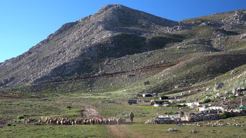 Large flock of sheep crossing a sunny highland pasture beside mountains under clear summer sky. Rural tableland scene with shepherd, barn, grazing livestock, open meadow, and bright blue daylight.