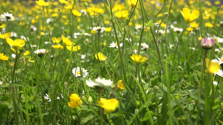 Green meadow with yellow and white wildflowers swaying softly in sunlight on a bright summer day. Lush grassland featuring golden blooms plus pale blossoms drifting gently through seasonal radiance.