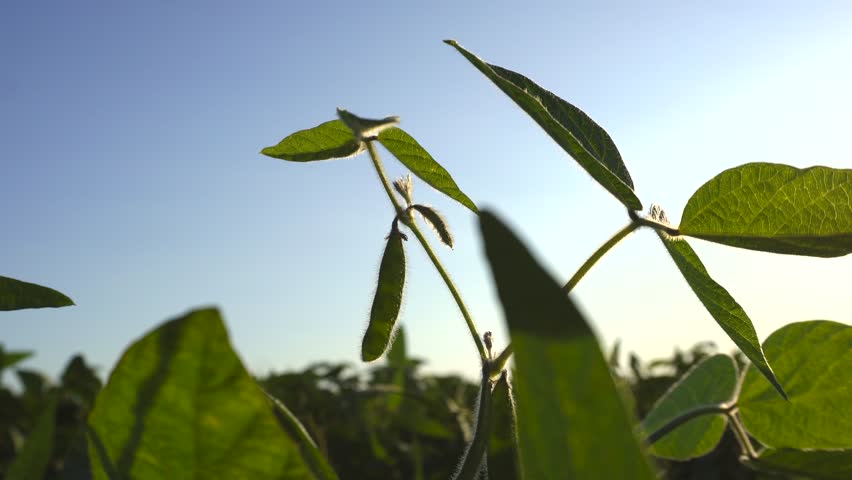 Soybean Plants Grow in a Field Under the Sunlight During the Late Afternoon