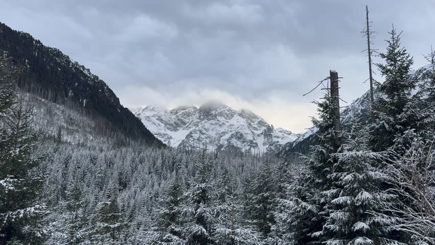 Snow-covered Trees Surround Tall Mountains Under Cloudy Skies During Winter in a Forested Area