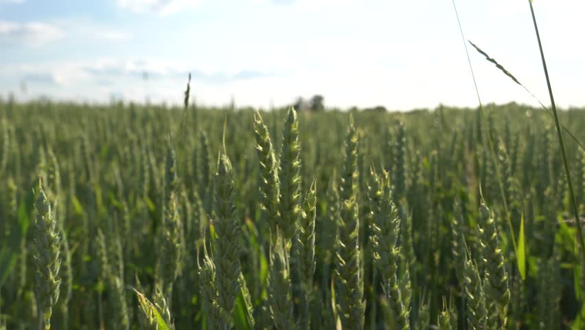 Wheat Plants Grow Tall Under Sunlight in a Green Field During Late Afternoon Hours in Rural Land