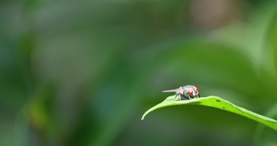 Macro of a Green Bottle Fly Resting on a Leaf
