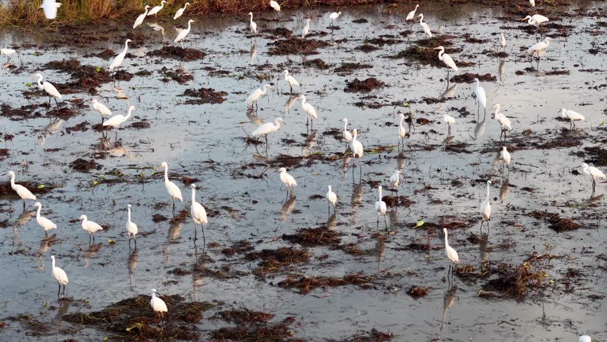 Group of white egret birds are standing in a muddy pond