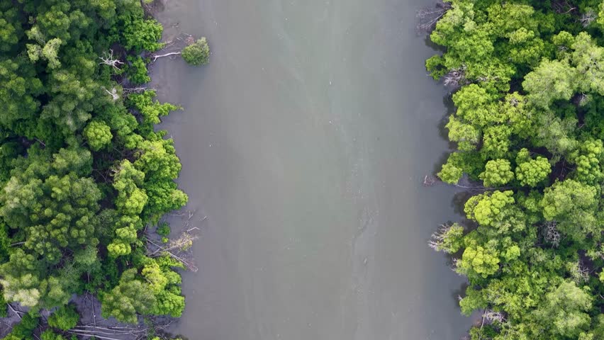 Drone captures top-down view of river channel flanked by dense green mangrove forest.
