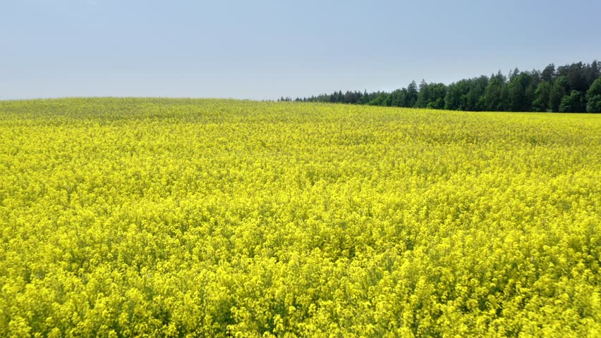 Fields of bright yellow rapeseed flowers with hills and trees. Aerial view.