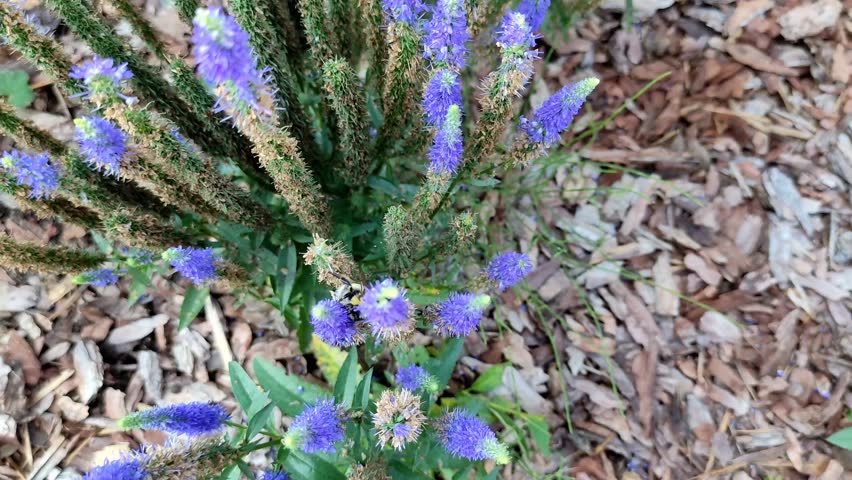Veronica Spiky bush. Blue flowers. A bumblebee on a flower. The flowering period. It