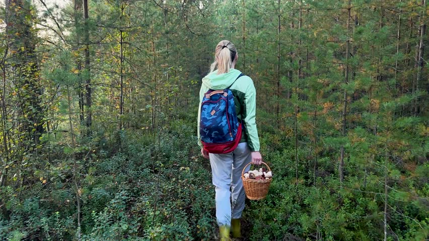 Woman nature lover walking in autumn forest picking up boletus mushrooms in basket. Female hiking in woods enjoying nature, gathering seasonal porcini mushrooms, traditional natural food harvesting.