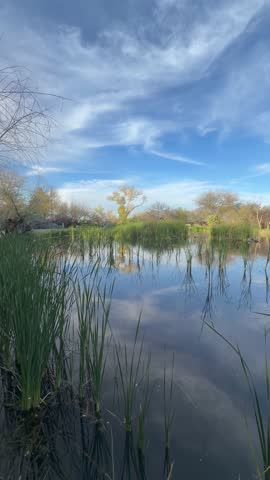 Blackbirds in the marsh can be heard singing as the sun goes down.  Sweetwater wetlands near Tucson Arizona