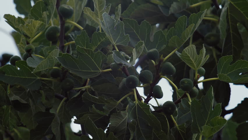 Figs are developing on a fig tree