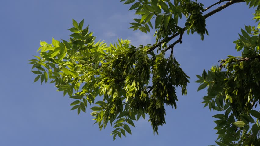 Close up of ssh tree seeds