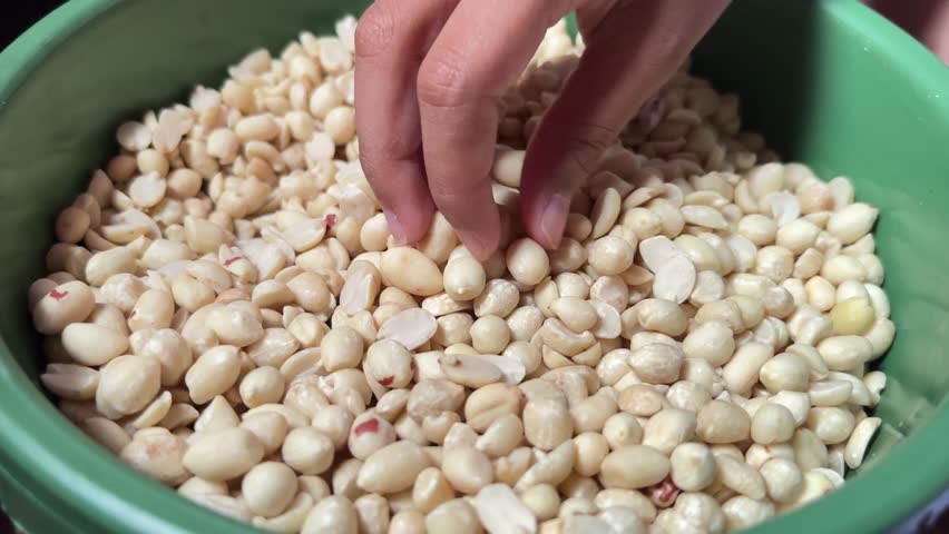 Hand Holding Peeled Soybeans Close Up – Raw Organic Soy Bean Harvest and Food Ingredient