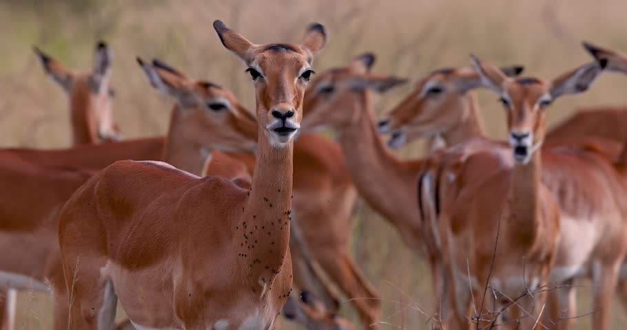 Curious female impala with flies on her neck chewing while looking at the camera in the wild.