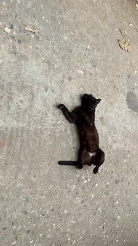Small black stray cat scratching its body against rough concrete on a street in Dhaka, Bangladesh, capturing everyday urban street life.