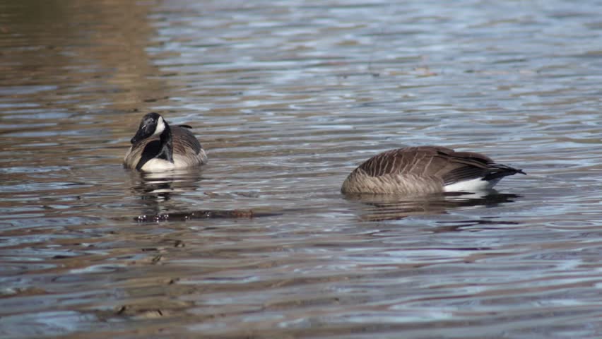 Two Canadian Geese dipping their heads in lake water likely foraging for food