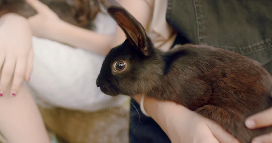 A close-up cinematic shot captures a fluffy brown rabbit being gently held and petted by hands in a denim jacket. The rabbit has large dark eyes focusing forward as soft fingers stroke the fur on its back. Blurred background features a woman with red nail polish sitting nearby holding a child or another animal creating a heartwarming scene of family bonding outdoors. Perfect for animal lovers, family vlogs, and pet adoption promotions. Natural lighting highlights the texture of the coat and creates a calm atmosphere. Ideal for emotional commercials about caring for pets and showcasing companion animals in a natural setting.