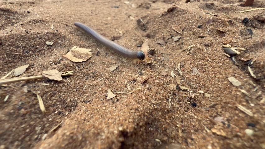 Giant African millipede (Archispirostreptus gigas) moving on the sand in Chobe National Park,.Botswana.