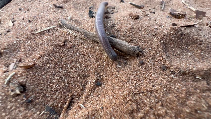 Giant African millipede (Archispirostreptus gigas) moving on the sand in Chobe National Park, Botswana.