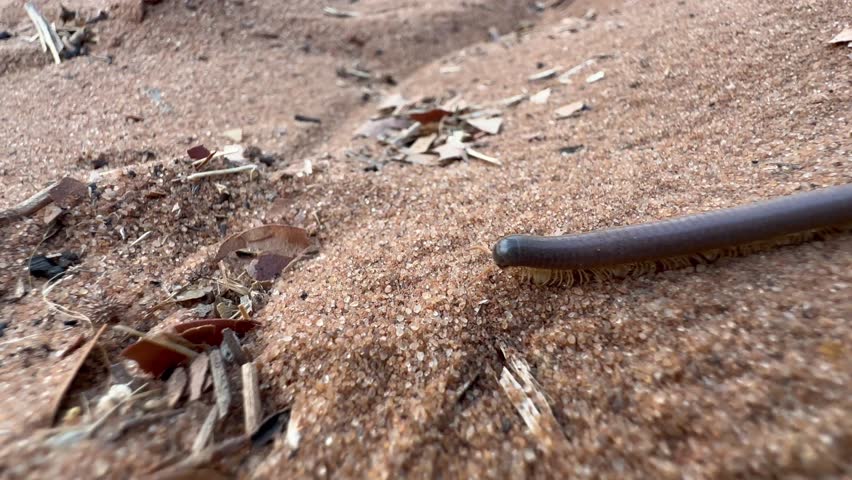 Giant African millipede (Archispirostreptus gigas) in Chobe National Park, Botswana.