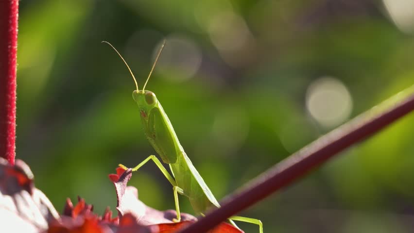 Triangular Headed Praying Mantis Hunting Prey on a Forest of Queensland, Australia - static shot