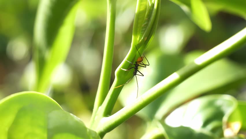 Predatory Assassin Bug Perched on Green Stem - Static Shot