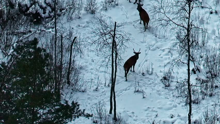 Wild deer herd wildlife in snow covered evergreen forest Latvia forest winter nature