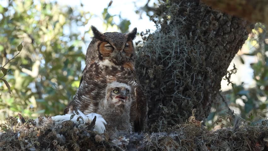 A cute baby Great Horned Owl, Bubo virginianus, on its nest in a tree.One of the parent birds is standing behind it .