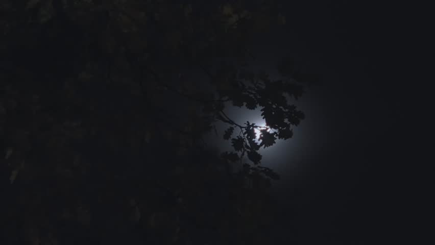 Moonlight shining bright behind tree branches and leaves at night. Cold winter eerie scary scene. Wind blowing leaves as moon appear in dark forest or garden. Halloween or mysterious outdoor shot