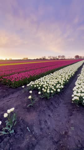 Beautiful blooming tulip fields at sunset with purple sky in the Netherlands. Vibrant rows of pink and white flowers in Dutch countryside landscape during spring season
