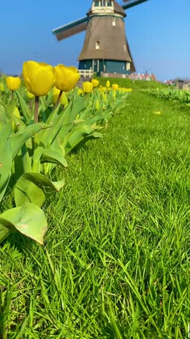 Beautiful yellow tulips blooming in a field with a traditional Dutch windmill under a clear blue sky in the Netherlands