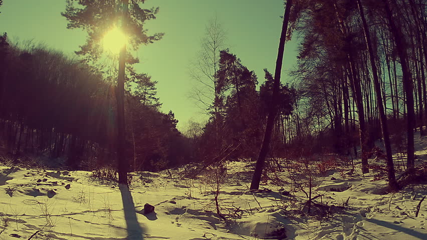 Eastern European Forest with Pines in Winter with Snow