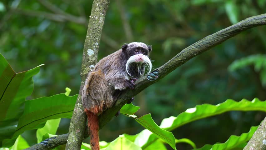 An Emperor tamarin monkey (Saguinus imperator) perches on the branch, curiously looks around its surroundings, and makes long calls, close up shot.