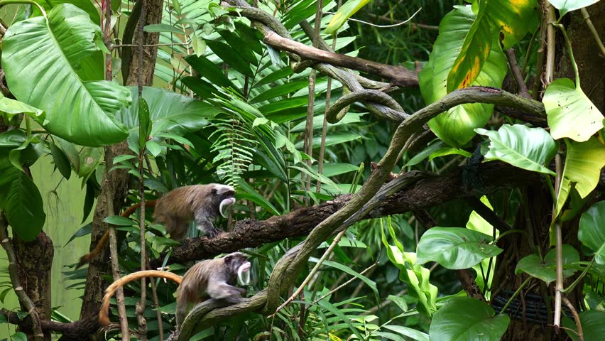 Two Emperor tamarins (Saguinus imperator) move quickly on the tree, close up shot.