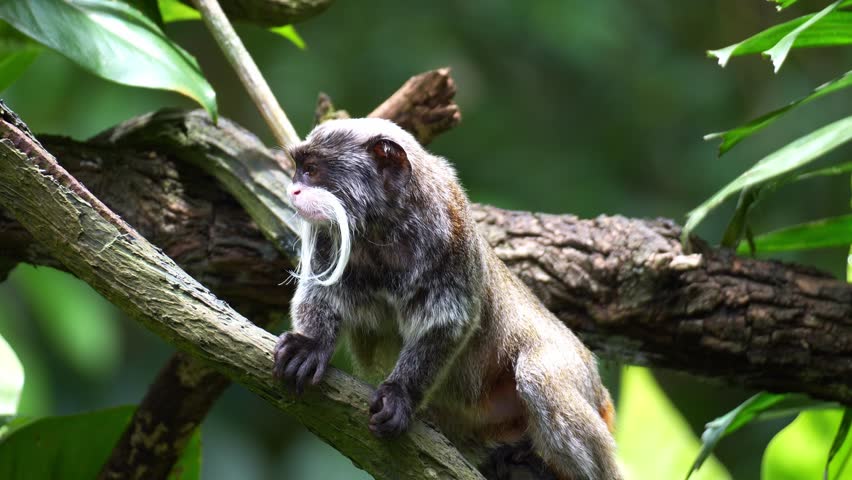 An Emperor tamarin monkey (Saguinus imperator) leaps away agilely, close up shot.