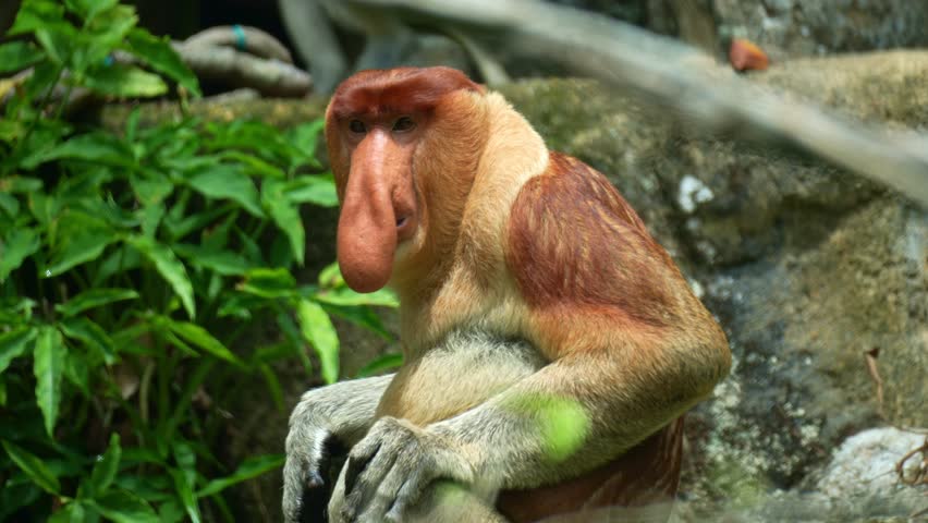 A male Proboscis monkey (Nasalis larvatus) looks around the surroundings, close up shot of a primate species endemic to the island of Borneo.