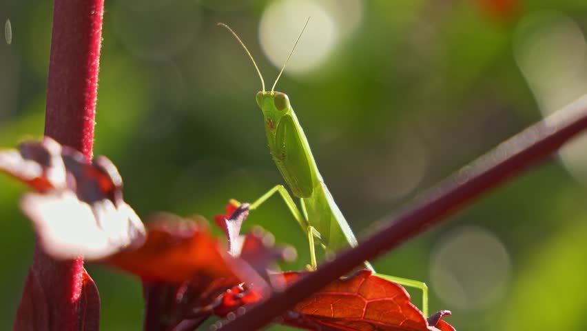 Green Praying Mantis Relaxing on Medinilla Plant – close up shot