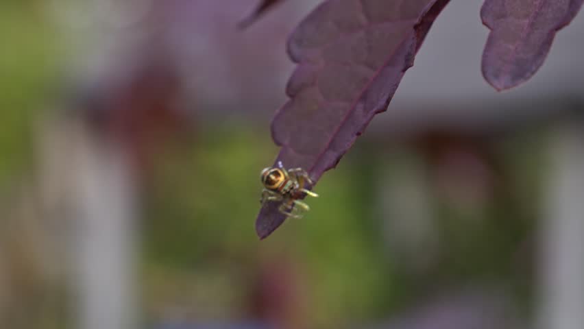 Yellow Jumping Spider Creating Webs on Tulsi Devi Leaf - Static Shot