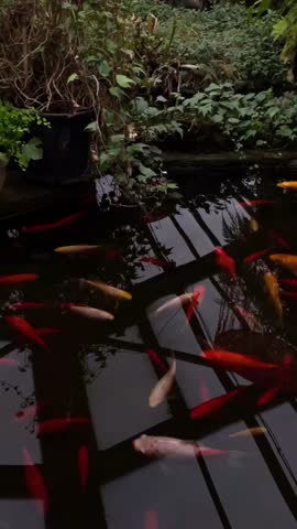 Vertical video of colorful koi fish swimming in a decorative pond inside a traditional Chinese garden located in a greenhouse. Peaceful oriental atmosphere with water reflections and ornamental fish in an indoor botanical garden setting