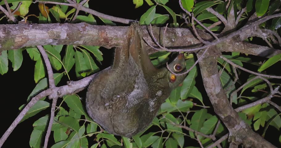 Sunda flying lemur hanging from tree branch at night in lush green foliage. Exotic wildlife and nocturnal biodiversity in tropical rainforest.