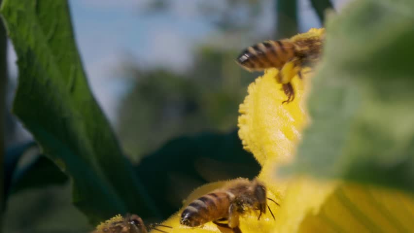Honey bees pollinating a yellow squash blossom in the garden, gathering nectar and pollen in slow motion.