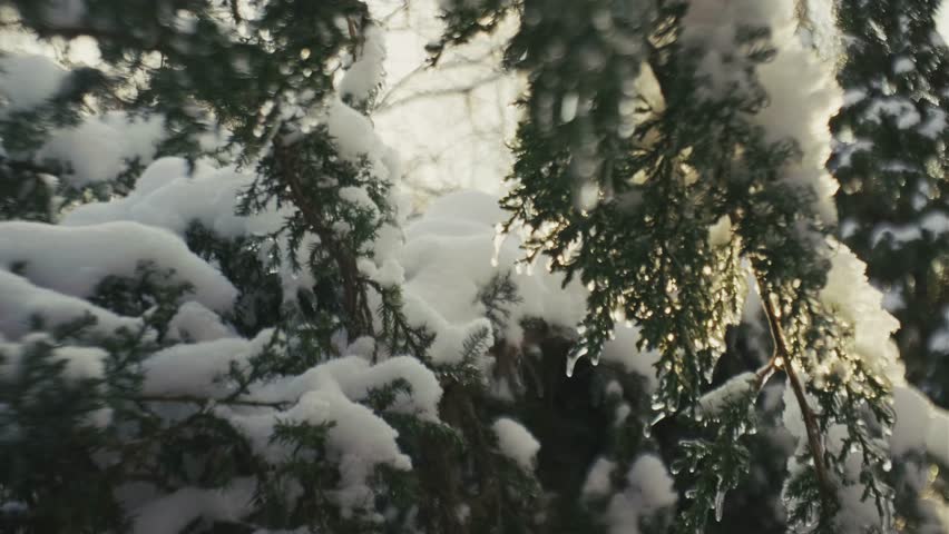Snow Covered Trees Against Sunny Winter Sky