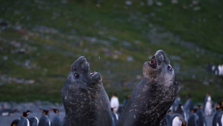 Two Juvenile Elephant Seals Play Fighting On South Georgia Island