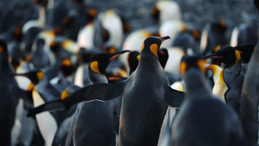 Cinematic Shot Of King Penguin Courtship In Colony On South Georgia Island