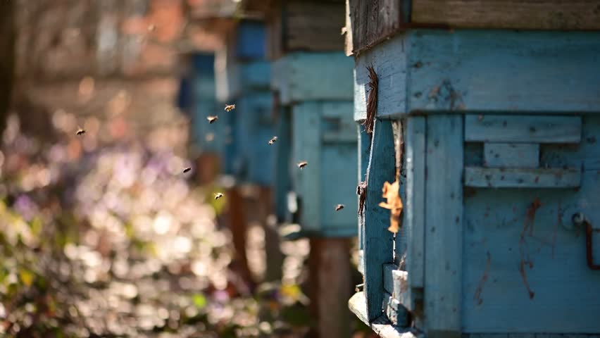 Row of blue beehives in forest apiary with bees flying around. Beekeeping and honey production in rural spring landscape
